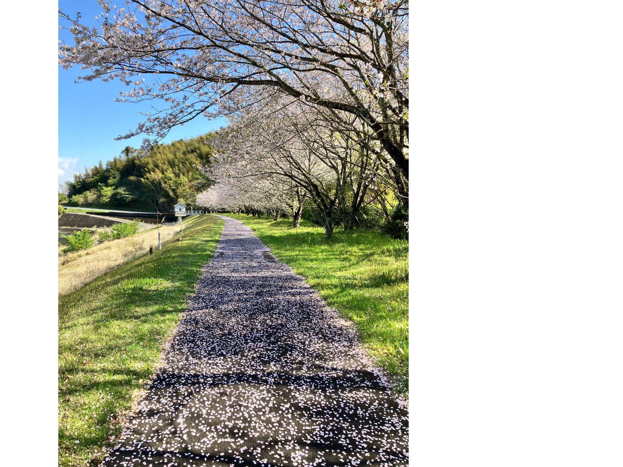 桜の絨毯