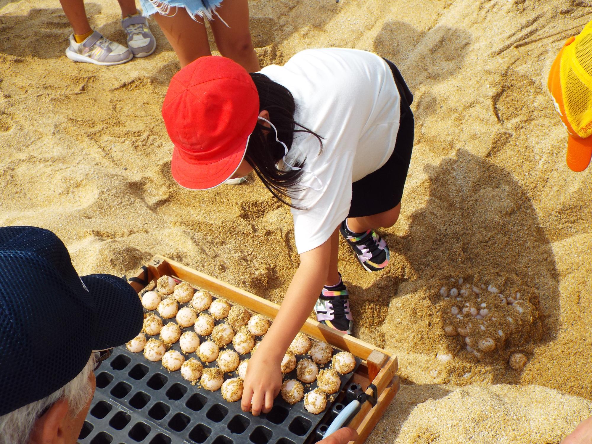 岸良学園ウミガメ科学習