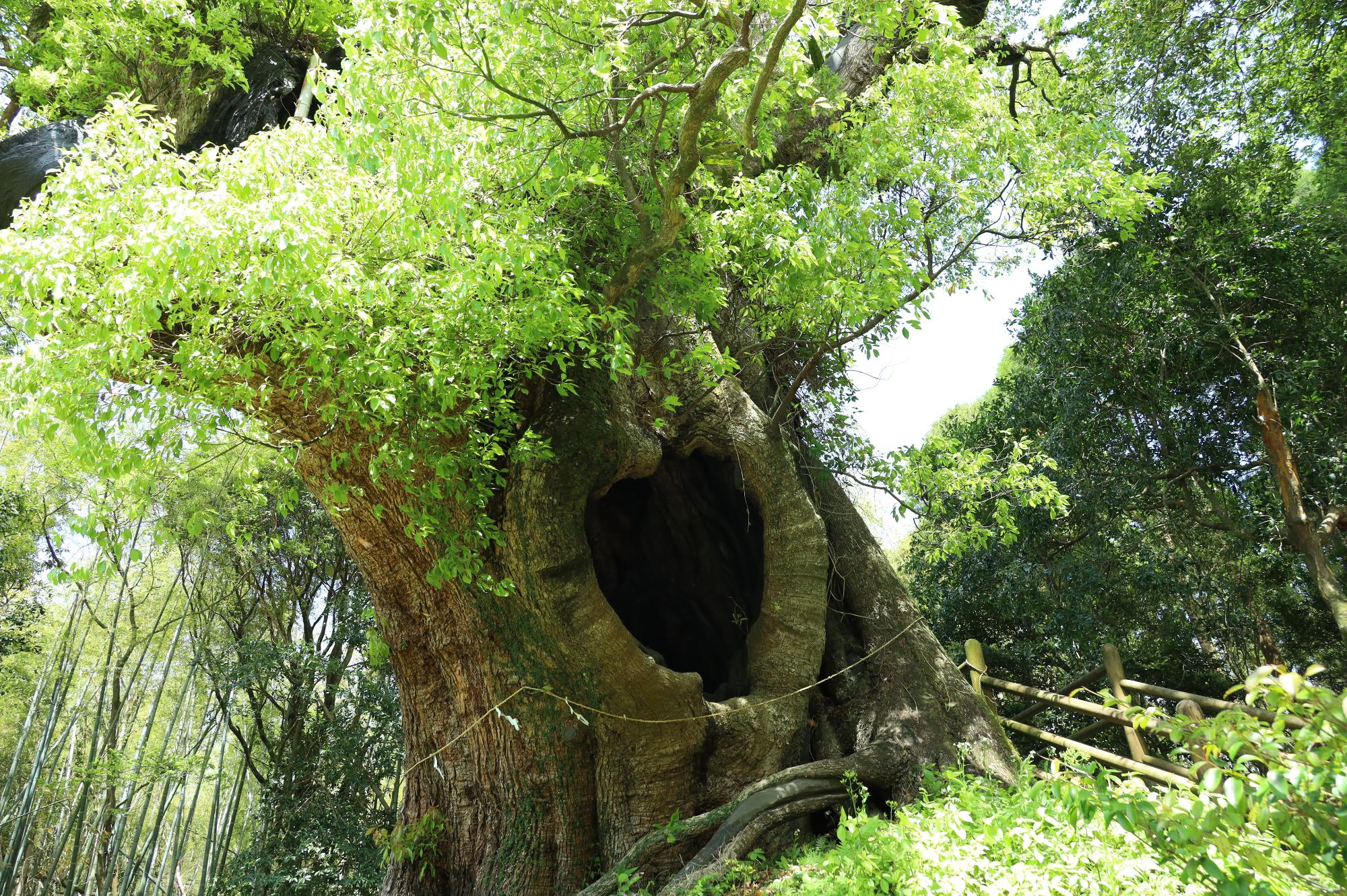 樹洞