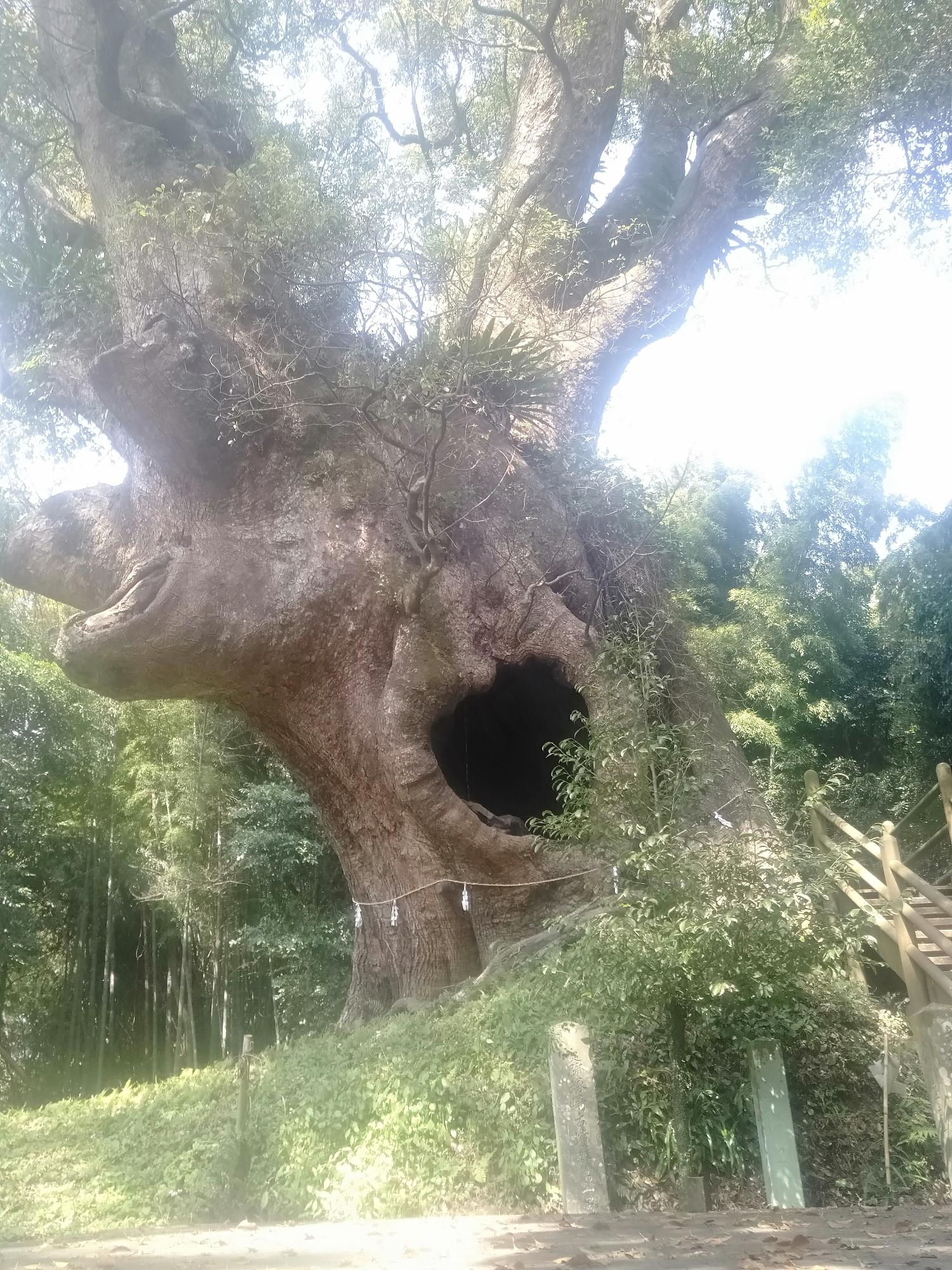 巨大クスの木
